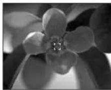 PANASONIC Lumix DMC-LZ3 - - (Spot-focusing): - 1