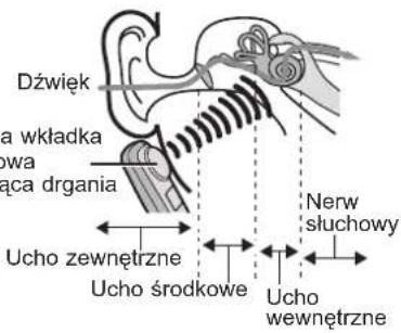 Dźwięk ka wkładka owa łąca drgania Ucho zewnętrzne Ucho środkowe Ucho wewnętrzne Nerw słuchowy