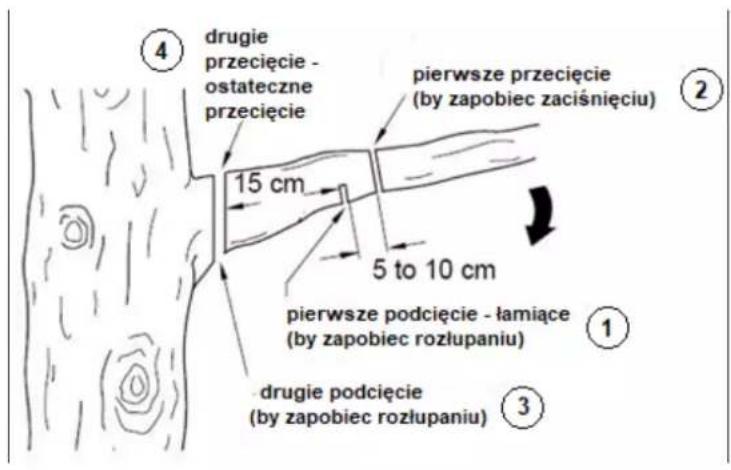 ④ drugie przecięcie - ostateczne przecięcie pierwsze przecięcie (by zapobiec zaciśnięciu) 15 cm 5 to 10 cm pierwsze podcięcie - łamiące (by zapobiec rozłupaniu) ① ③ drugie podcięcie (by zapobiec rozłupaniu)