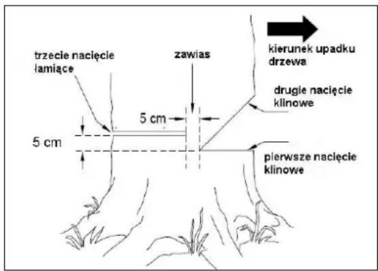 trzecie nacięcie lamiące 5 cm 5 cm zawias kierunek upadku drzewa drugie nacięcie klinowe pierwsze nacięcie klinowe