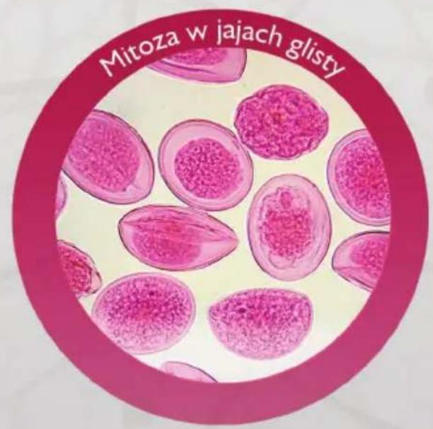 Mitoza w jajach glisty