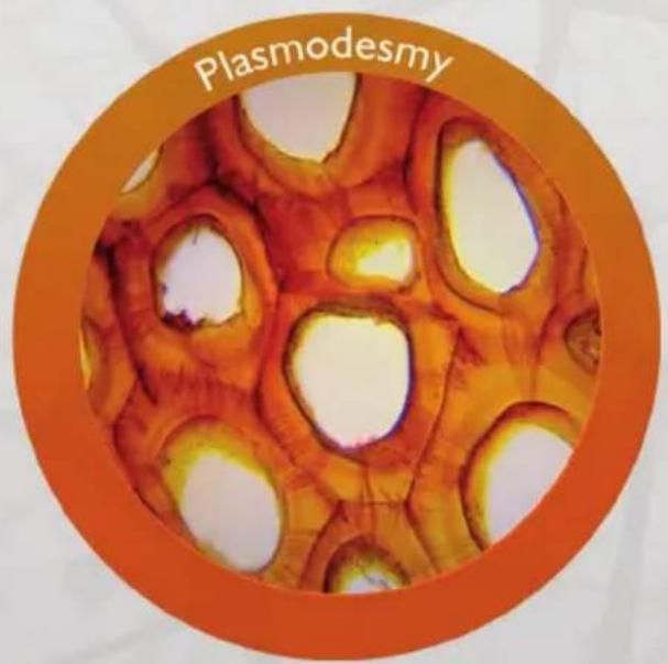 Plasmodesmy