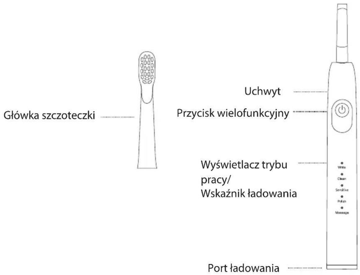 Główka szczoteczki Uchwyt Przycisk wielofunkcyjny Wyświetlacz trybu pracy/ Wskaźnik ładowania Port ładowania