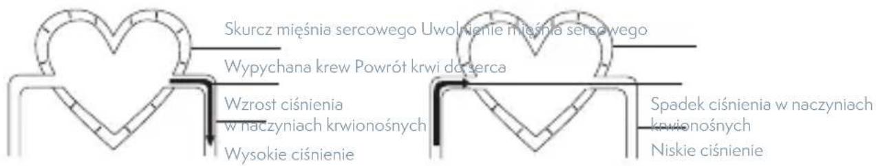 Skurcz mięśnia sercowego Uwolnienie mięśnia sercowego Wypychana krew Powrót krwi do serca Wzrost ciśnienia w naczyniach krwionośnych Wysokie ciśnienie Spadek ciśnienia w naczyniach krwionośnych Niskie ciśnienie
