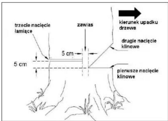 trzecie nacięcie lamiące 5 cm 5 cm zawias kierunek upadku drzewa drugie nacięcie klinowe pierwsze nacięcie klinowe