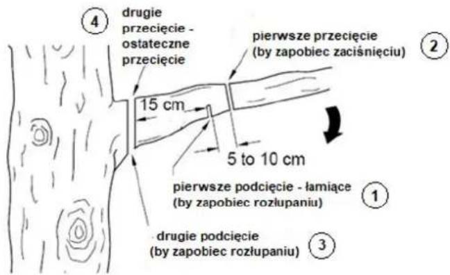 ④ drugie przecięcie - ostateczne przecięcie 15 cm pierwsze przecięcie (by zapobiec zaciśnięciu) 5 to 10 cm pierwsze podcięcie - łamiące (by zapobiec rozłupaniu) ① ③ drugie podcięcie (by zapobiec rozłupaniu)