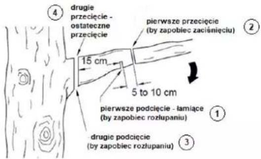 ④ drugie przecięcie - ostateczne przecięcie pierwsze przecięcie (by zapobiec zaciśnięciu) 15 cm 5 to 10 cm pierwsze podcięcie - łamiące (by zapobiec rozłupaniu) ① ③ drugie podcięcie (by zapobiec rozłupaniu)