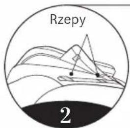 Rzepy 2
