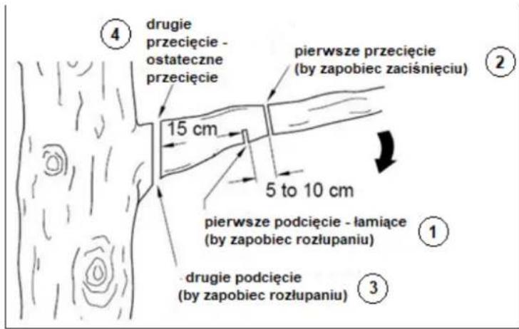 ④ drugie przecięcie - ostateczne przecięcie pierwsze przecięcie (by zapobiec zaciśnięciu) 15 cm 5 to 10 cm pierwsze podcięcie - łamiące (by zapobiec rozłupaniu) ① ③ drugie podcięcie (by zapobiec rozłupaniu)