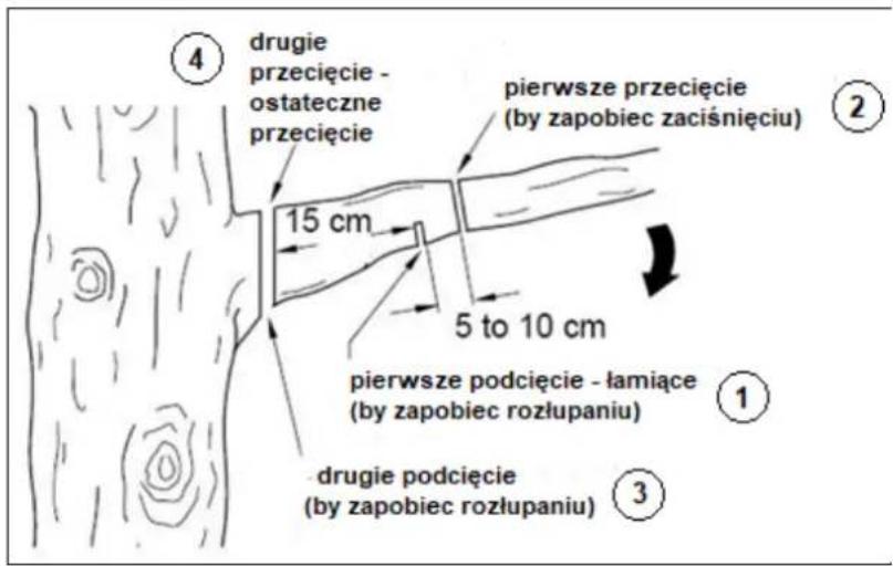 ④ drugie przecięcie - ostateczne przecięcie pierwsze przecięcie (by zapobiec zaciśnięciu) 15 cm 5 to 10 cm pierwsze podcięcie - łamiące (by zapobiec rozłupaniu) ① drugie podcięcie (by zapobiec rozłupaniu) ③