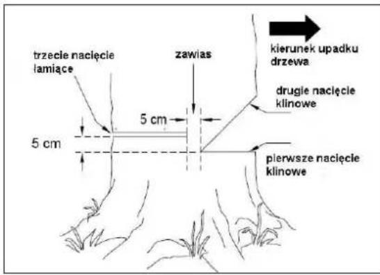 trzecie nacięcie lamiące 5 cm zawias kierunek upadku drzewa drugie nacięcie klinowe 5 cm pierwsze nacięcie klinowe