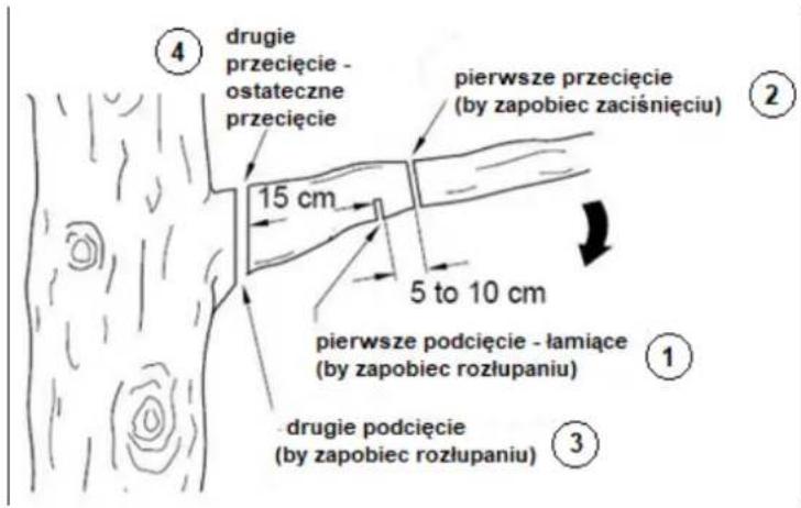 ④ drugie przecięcie - ostateczne przecięcie pierwsze przecięcie (by zapobiec zaciśnięciu) 15 cm 5 to 10 cm pierwsze podcięcie - łamiące (by zapobiec rozłupaniu) ① ③ drugie podcięcie (by zapobiec rozłupaniu)
