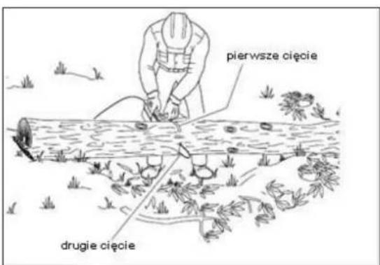 pierwsze cięcie drugie cięcie