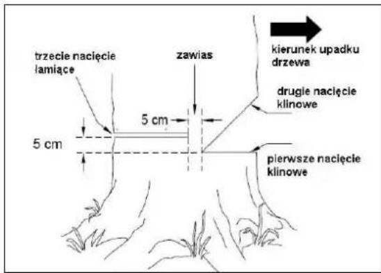 trzecie nacięcie lamiące 5 cm 5 cm zawias kierunek upadku drzewa drugie nacięcie klinowe pierwsze nacięcie klinowe