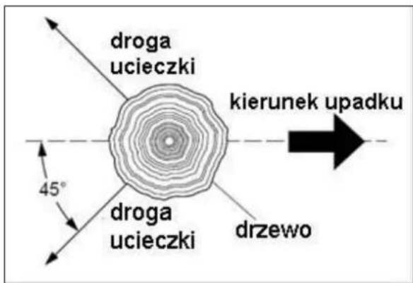 droga ucieczki kierunek upadku 45° droga ucieczki drzewo