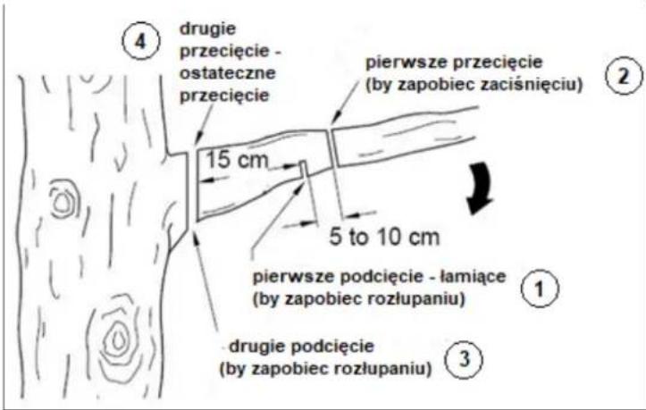 ④ drugie przecięcie - ostateczne przecięcie pierwsze przecięcie (by zapobiec zaciśnięciu) 15 cm 5 to 10 cm pierwsze podcięcie - łamiące (by zapobiec rozłupaniu) ① drugie podcięcie (by zapobiec rozłupaniu) ③