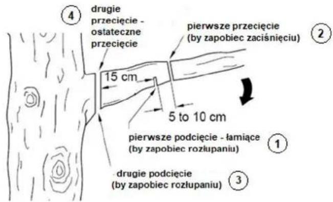 ④ drugie przecięcie - ostateczne przecięcie 15 cm pierwsze przecięcie (by zapobiec zaciśnięciu) 5 to 10 cm pierwsze podcięcie - łamiące (by zapobiec rozłupaniu) ① drugie podcięcie (by zapobiec rozłupaniu) ③