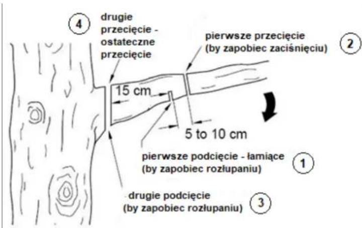 ④ drugie przecięcie - ostateczne przecięcie pierwsze przecięcie (by zapobiec zaciśnięciu) 15 cm 5 to 10 cm pierwsze podcięcie - łamiące (by zapobiec rozłupaniu) ① ③ drugie podcięcie (by zapobiec rozłupaniu)