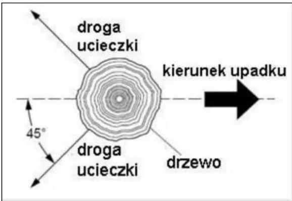droga ucieczki kierunek upadku 45° droga ucieczki drzewo
