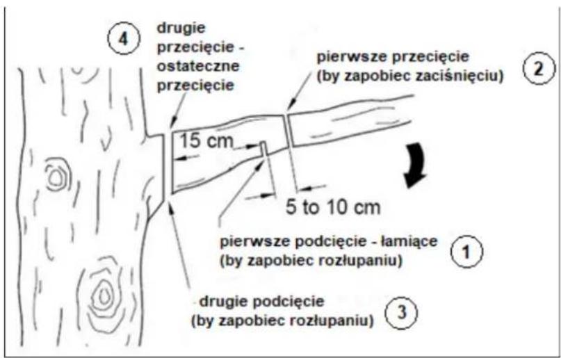 ④ drugie przecięcie - ostateczne przecięcie pierwsze przecięcie (by zapobiec zaciśnięciu) 15 cm 5 to 10 cm pierwsze podcięcie - łamiące (by zapobiec rozłupaniu) ① ③ drugie podcięcie (by zapobiec rozłupaniu)
