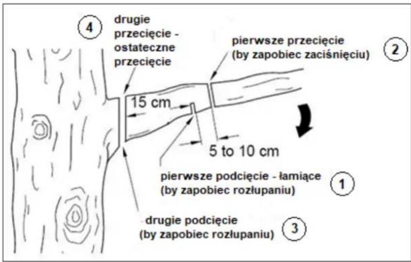 ④ drugie przecięcie - ostateczne przecięcie 15 cm pierwsze przecięcie (by zapobiec zaciśnięciu) 5 to 10 cm pierwsze podcięcie - łamiące (by zapobiec rozłupaniu) ① ③ drugie podcięcie (by zapobiec rozłupaniu)