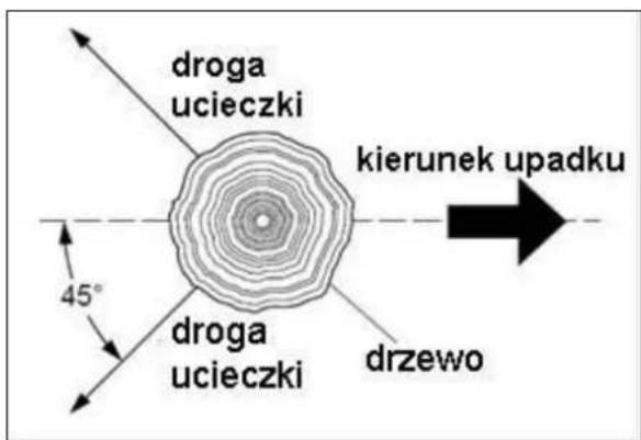 droga ucieczki kierunek upadku 45° droga ucieczki drzewo