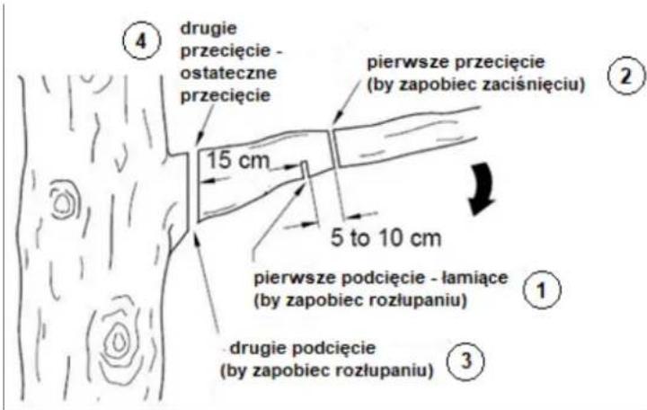 ④ drugie przecięcie - ostateczne przecięcie pierwsze przecięcie (by zapobiec zaciśnięciu) 15 cm 5 to 10 cm pierwsze podcięcie - łamiące (by zapobiec rozłupaniu) ① ③ drugie podcięcie (by zapobiec rozłupaniu)