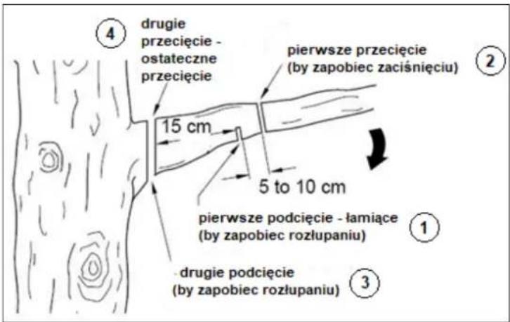 ④ drugie przecięcie - ostateczne przecięcie pierwsze przecięcie (by zapobiec zaciśnięciu) 15 cm 5 to 10 cm pierwsze podcięcie - łamiące (by zapobiec rozłupaniu) ① drugie podcięcie (by zapobiec rozłupaniu) ③
