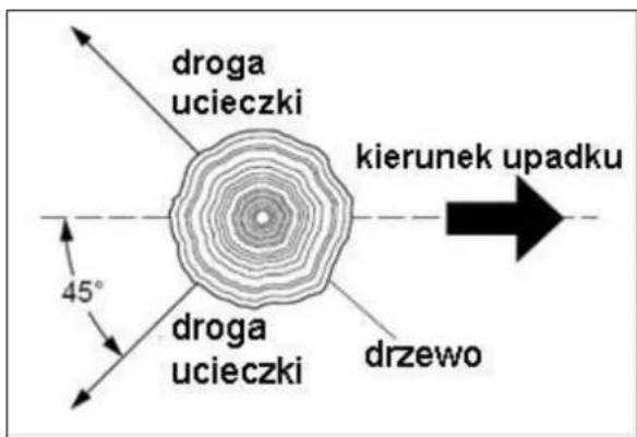 droga ucieczki kierunek upadku 45° droga ucieczki drzewo