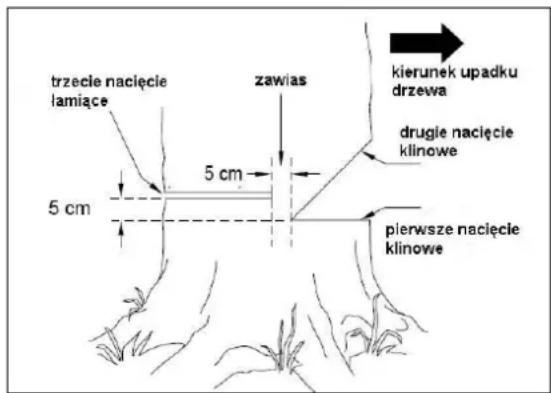 trzecie nacięcie lamiące 5 cm 5 cm zawias kierunek upadku drzewa drugie nacięcie klinowe pierwsze nacięcie klinowe