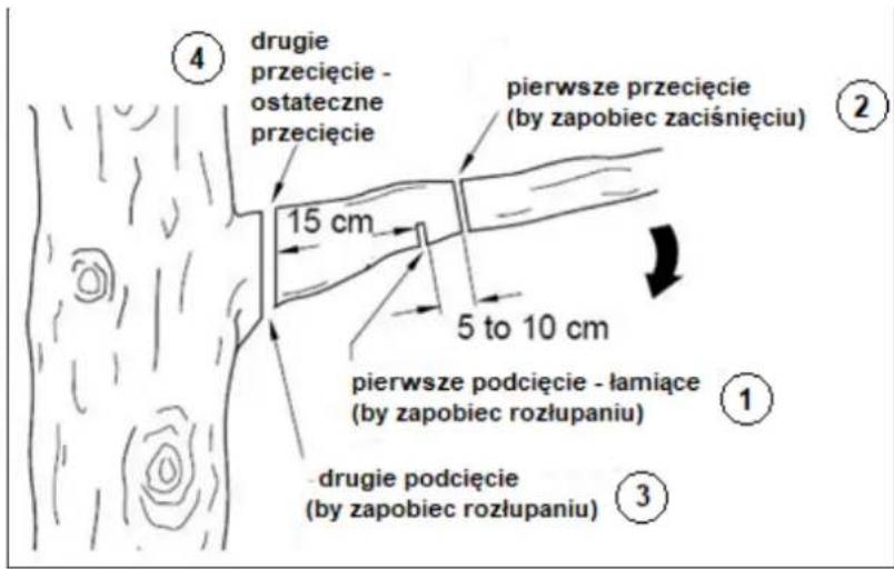 ④ drugie przecięcie - ostateczne przecięcie pierwsze przecięcie (by zapobiec zaciśnięciu) 15 cm 5 to 10 cm pierwsze podcięcie - łamiące (by zapobiec rozłupaniu) ① ③ drugie podcięcie (by zapobiec rozłupaniu)