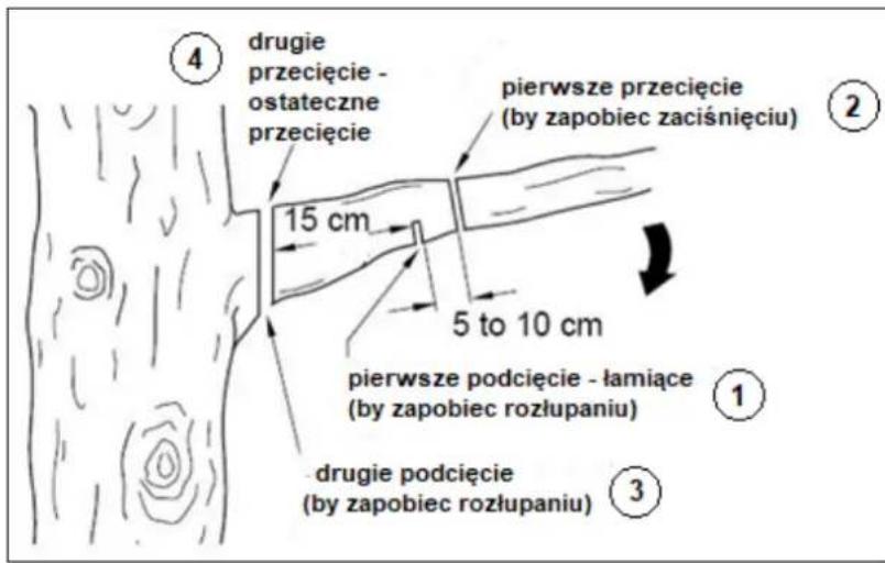 ④ drugie przecięcie - ostateczne przecięcie pierwsze przecięcie (by zapobiec zaciśnięciu) 15 cm 5 to 10 cm pierwsze podcięcie - łamiące (by zapobiec rozłupaniu) ① ③ drugie podcięcie (by zapobiec rozłupaniu)