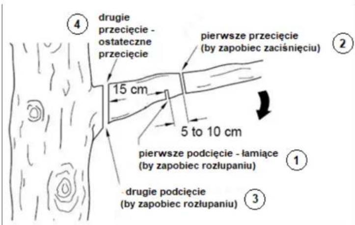 ④ drugie przecięcie - ostateczne przecięcie pierwsze przecięcie (by zapobiec zaciśnięciu) 15 cm 5 to 10 cm pierwsze podcięcie - łamiące (by zapobiec rozłupaniu) ① ③ drugie podcięcie (by zapobiec rozłupaniu)