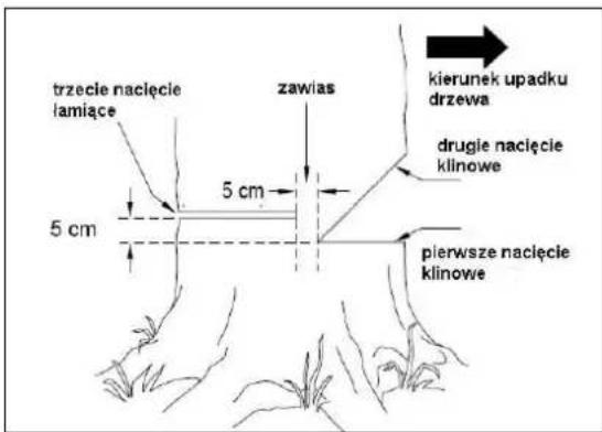 trzecie nacięcie lamiące 5 cm zawias kierunek upadku drzewa drugie nacięcie klinowe 5 cm pierwsze nacięcie klinowe