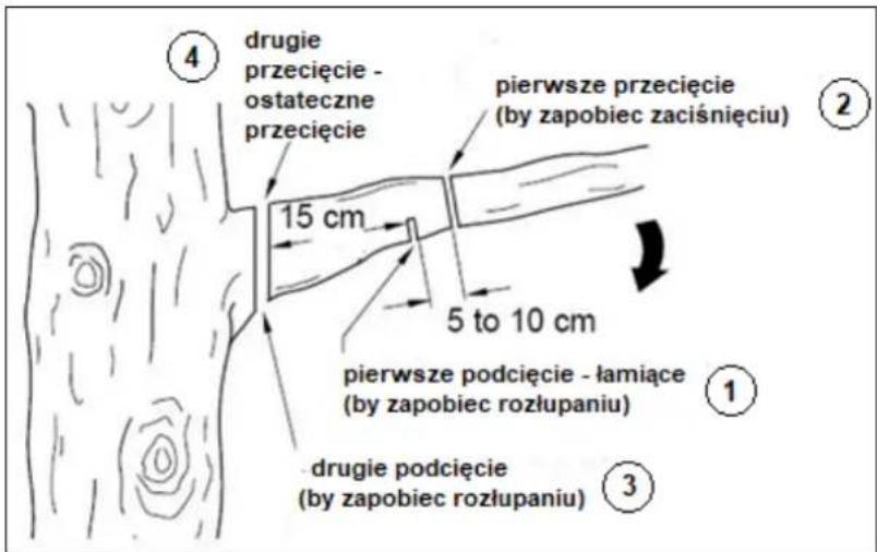 ④ drugie przecięcie - ostateczne przecięcie 15 cm pierwsze przecięcie (by zapobiec zaciśnięciu) 5 to 10 cm pierwsze podcięcie - łamiące (by zapobiec rozłupaniu) ① ③ drugie podcięcie (by zapobiec rozłupaniu)
