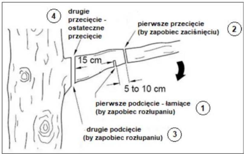 ④ drugie przecięcie - ostateczne przecięcie pierwsze przecięcie (by zapobiec zaciśnięciu) 15 cm 5 to 10 cm pierwsze podcięcie - łamiące (by zapobiec rozłupaniu) ① ③ drugie podcięcie (by zapobiec rozłupaniu)