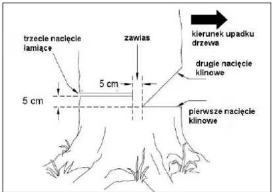 trzecie nacięcie lamiące 5 cm zawias kierunek upadku drzewa drugie nacięcie klinowe 5 cm pierwsze nacięcie klinowe