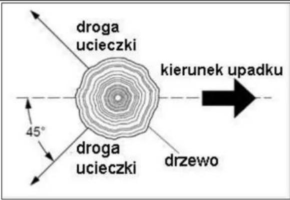 droga ucieczki kierunek upadku 45° droga ucieczki drzewo