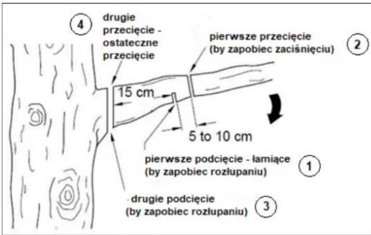 ④ drugie przecięcie - ostateczne przecięcie pierwsze przecięcie (by zapobiec zaciśnięciu) 15 cm 5 to 10 cm pierwsze podcięcie - łamiące (by zapobiec rozłupaniu) ① ③ drugie podcięcie (by zapobiec rozłupaniu)