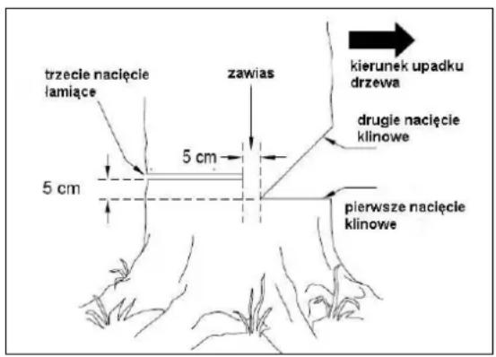 trzecie nacięcie lamiące 5 cm zawias kierunek upadku drzewa drugie nacięcie klinowe 5 cm pierwsze nacięcie klinowe