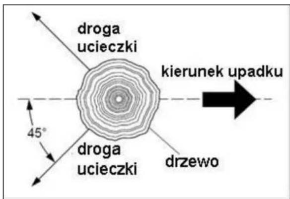 droga ucieczki kierunek upadku 45° droga ucieczki drzewo
