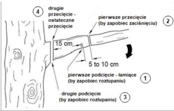 ④ drugie przecięcie - ostateczne przecięcie pierwsze przecięcie (by zapobiec zaciśnięciu) 15 cm 5 to 10 cm pierwsze podcięcie - łamiące (by zapobiec rozłupaniu) ① ③ drugie podcięcie (by zapobiec rozłupaniu)