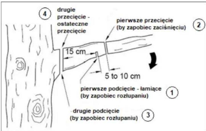 ④ drugie przecięcie - ostateczne przecięcie 15 cm pierwsze przecięcie (by zapobiec zaciśnięciu) 5 to 10 cm pierwsze podcięcie - łamiące (by zapobiec rozłupaniu) ① drugie podcięcie (by zapobiec rozłupaniu) ③