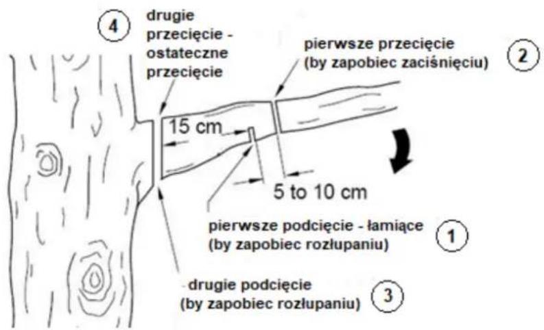 4 drugie przecięcie - ostateczne przecięcie 15 cm pierwsze przecięcie (by zapobiec zaciśnięciu) 5 to 10 cm pierwsze podcięcie - łamiące (by zapobiec rozłupaniu) 1 -drugie podcięcie (by zapobiec rozłupaniu) 3