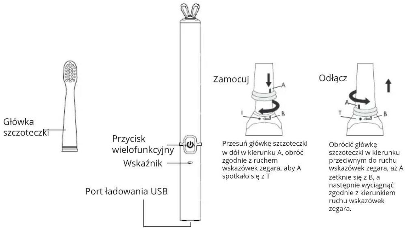 Główka szczoteczki Przycisk wielofunkcyjny Wskaznik Port ładowania USB Zamocuj Przesuń główkę szczoteczki w dół w kierunku A, obróć zgodnie z ruchem wskazówek zegara, aby A spotkało się z T Odlącz Obrócić główkę szczoteczki w kierunku przeciwnym do ruchu wskazówek zegara, aż A zetknie się z B, a następnie wyciągnąć zgodnie z kierunkiem ruchu wskazówek zegara.