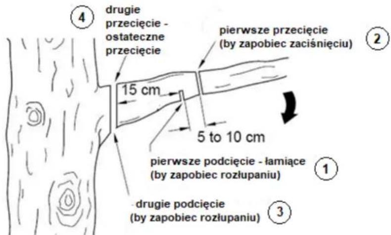 ④ drugie przecięcie - ostateczne przecięcie pierwsze przecięcie (by zapobiec zaciśnięciu) 15 cm 5 to 10 cm pierwsze podcięcie - łamiące (by zapobiec rozłupaniu) ① drugie podcięcie (by zapobiec rozłupaniu) ③