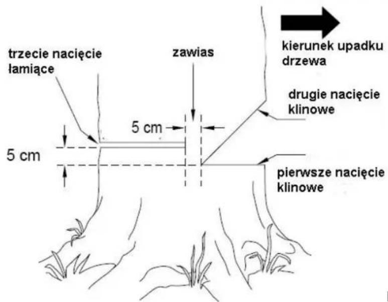 trzecie nacięcie lamiące 5 cm 5 cm zawias kierunek upadku drzewa drugie nacięcie klinowe pierwsze nacięcie klinowe