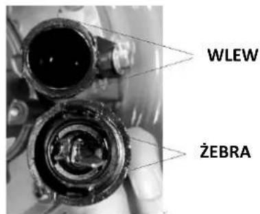 WLEW ŻEBRA