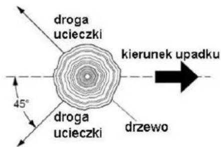 droga ucieczki kierunek upadku 45° droga ucieczki drzewo