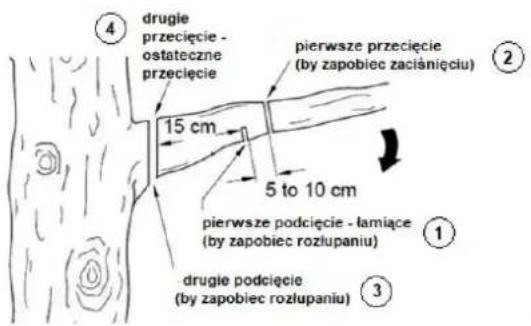 4 drugie przecięcie - ostateczne przecięcie 15 cm pierwsze przecięcie (by zapobiec zaciśnięciu) 2 5 to 10 cm pierwsze podcięcie - łamiące (by zapobiec rozłupaniu) 1 drugie podcięcie (by zapobiec rozłupaniu) 3